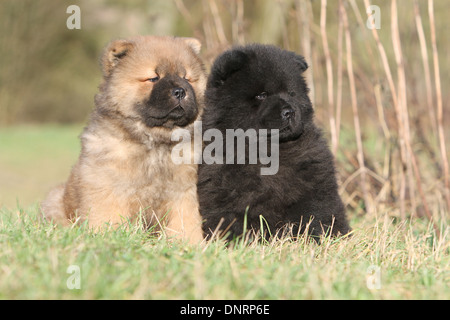 Dog Chow-Chow / zwei Welpen (verschiedene Farben) sitzen auf einer Wiese Stockfoto