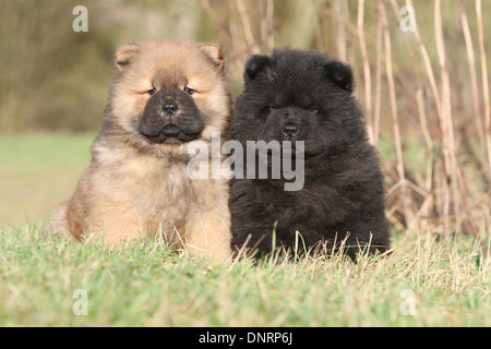 Dog Chow-Chow / zwei Welpen (verschiedene Farben) sitzen auf einer Wiese Stockfoto