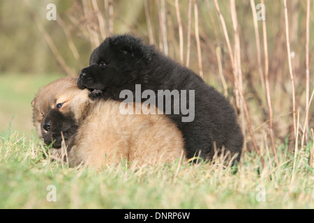 Dog Chow-Chow / zwei Welpen (verschiedene Farben) auf einer Wiese spielen Stockfoto