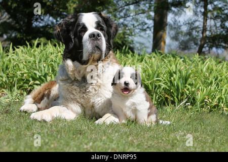 Hund Bernhardiner Langhaar Erwachsene und Welpen in einem Garten Stockfoto