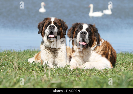 Hund Bernhardiner Langhaar zwei Erwachsene vorne eines Sees liegend Stockfoto