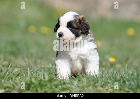 Hund Bernhardiner Langhaar Welpen sitzen in einem Garten Stockfoto