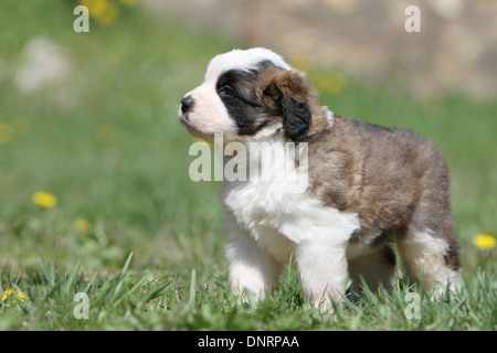 Hund Bernhardiner Langhaar Welpe stehend in einem Garten Stockfoto