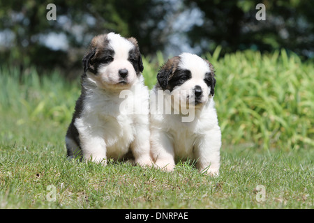 Hund Bernhardiner Langhaar zwei Welpen sitzen in einem Garten Stockfoto