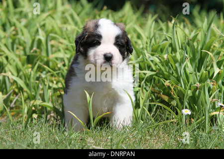 Hund Bernhardiner Langhaar Welpen sitzen in einem Garten Stockfoto