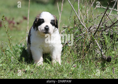 Hund Bernhardiner Langhaar Welpe stehend in einem Garten Stockfoto