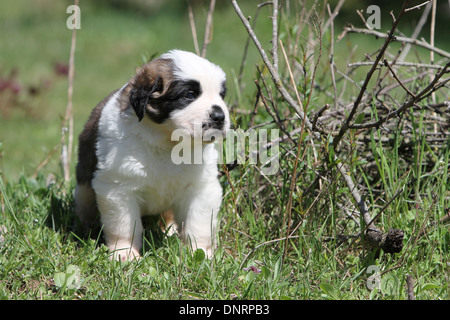 Hund Bernhardiner Langhaar Welpe stehend in einem Garten Stockfoto