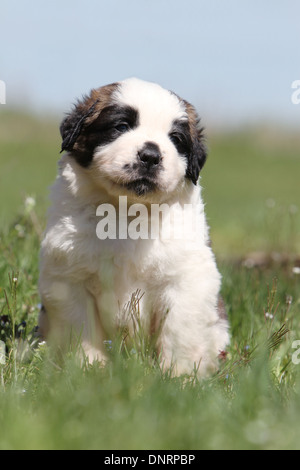 Hund Bernhardiner Langhaar Welpen sitzen in einem Garten Stockfoto