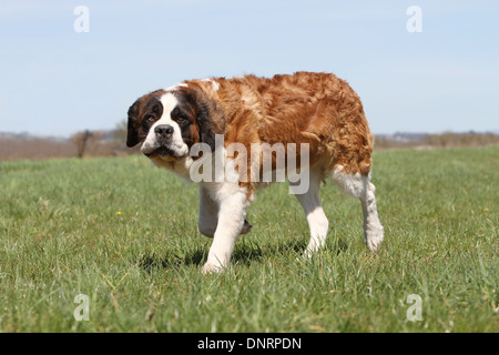 Hund Bernhardiner Langhaar Erwachsenen zu Fuß auf einer Wiese Stockfoto