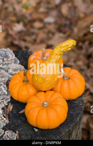 Mini-Kürbisse und Kalebassen auf einem alten Baumstumpf. Stockfoto