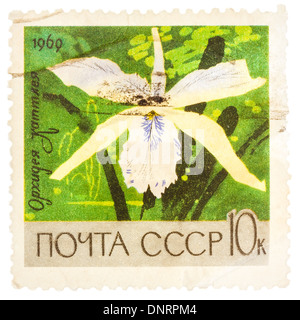 UdSSR - ca. 1969: Briefmarke gedruckt in der UdSSR (Russland) zeigt weiße Orchidee mit der Aufschrift "Cattleya" Stockfoto