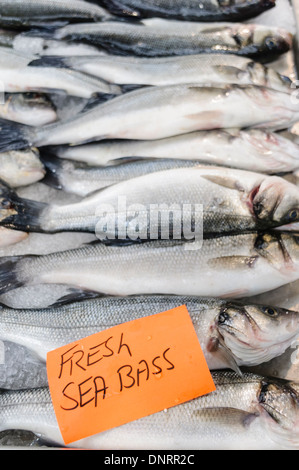 Frischer Seebarsch zum Verkauf an einen Fischhändler Stockfoto