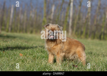 Brüsseler Griffon Hund / Griffon Bruxellois Erwachsenen stehen auf einer Wiese Stockfoto