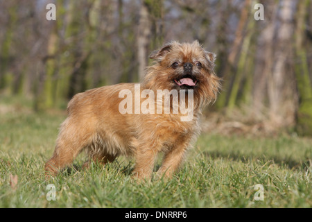 Brüsseler Griffon Hund / Griffon Bruxellois Erwachsenen stehen auf einer Wiese Stockfoto