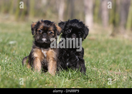 Belgischer Griffon Hunde / Griffon Belge und Hund Brüsseler Griffon / Griffon Bruxellois zwei Welpen sitzen auf einer Wiese Stockfoto