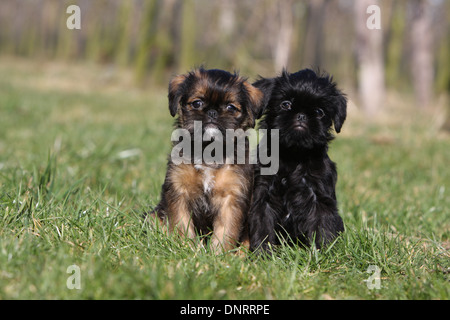 Belgischer Griffon Hunde / Griffon Belge und Hund Brüsseler Griffon / Griffon Bruxellois zwei Welpen sitzen auf einer Wiese Stockfoto