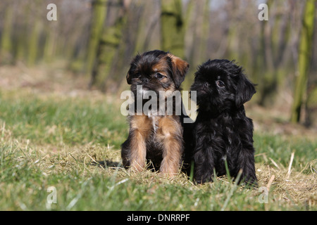 Belgischer Griffon Hunde / Griffon Belge und Hund Brüsseler Griffon / Griffon Bruxellois zwei Welpen sitzen auf einer Wiese Stockfoto