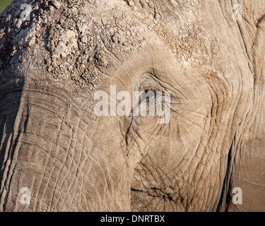 Detail eines Elefanten Augen, Haut und Gesicht Stockfoto