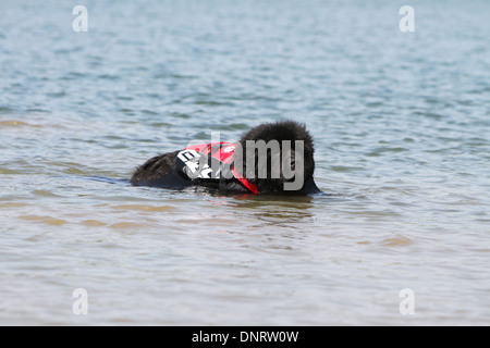 Neufundland Hund / Erwachsene in Ausbildung Stockfoto