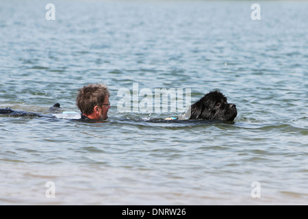 Neufundland Hund / Erwachsener rettet einen Schwimmer während eines Trainings Stockfoto