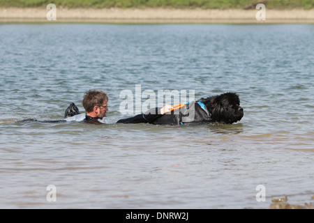 Neufundland Hund / Erwachsener rettet einen Schwimmer während eines Trainings Stockfoto