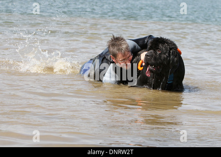 Neufundland Hund / Erwachsener rettet einen Schwimmer während eines Trainings Stockfoto