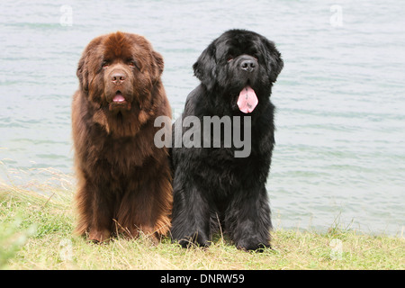 Neufundland Hund / zwei Erwachsene (verschiedene Farben) stehen auf einer Wiese Stockfoto