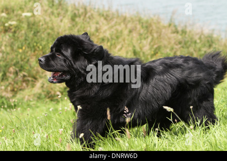 Neufundland Hund / Erwachsene laufen auf einer Wiese Stockfoto