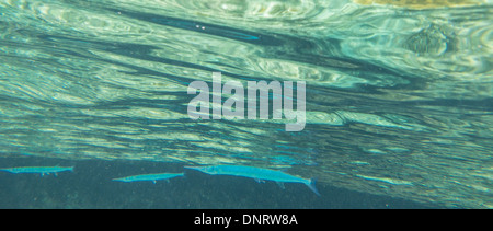 Unter Wasser der Trompetenfische erschossen Sie, als sie knapp unter der Oberfläche vor der Küste von Curacao hand. Stockfoto