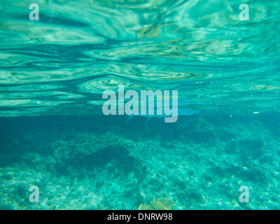 Unter Wasser der Trompetenfische erschossen Sie, als sie knapp unter der Oberfläche vor der Küste von Curacao hand. Stockfoto