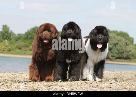 Neufundland Hund / drei Erwachsene (verschiedene Farben) stehen am Rande eines Sees Stockfoto