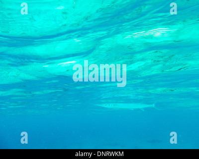 Unter Wasser der Trompetenfische erschossen Sie, als sie knapp unter der Oberfläche vor der Küste von Curacao hand. Stockfoto