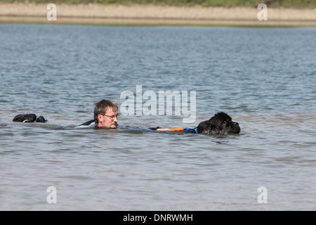 Neufundland Hund / Erwachsener rettet einen Schwimmer während eines Trainings Stockfoto