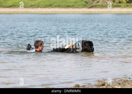 Neufundland Hund / Erwachsener rettet einen Schwimmer während eines Trainings Stockfoto