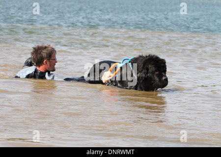 Neufundland Hund / Erwachsener rettet einen Schwimmer während eines Trainings Stockfoto