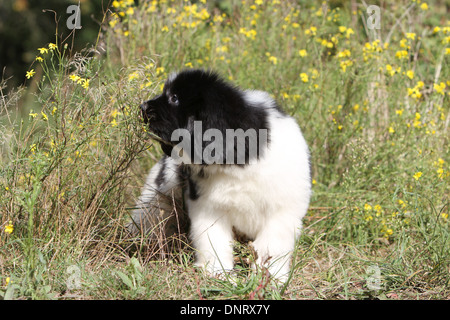 Neufundland Hund / Welpen (schwarz und weiß) Blumen riechen Stockfoto