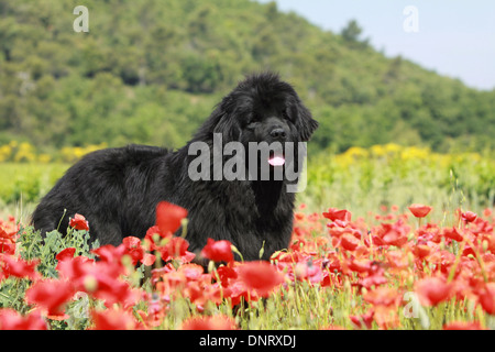 Neufundland Hund / Erwachsener (schwarz) stehen in einem Feld von Mohn Stockfoto