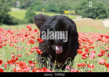 Neufundland Hund / Erwachsene in einem Feld von Mohn Stockfoto