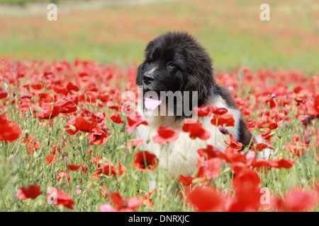 Neufundland Hund / Welpen sitzen in einem Feld von Mohn Stockfoto