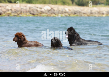 Neufundland Hund / zwei Welpen und Erwachsene stehen im Meer Stockfoto