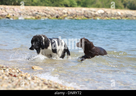 Neufundland Hund / zwei Welpen im Meer schwimmen Stockfoto