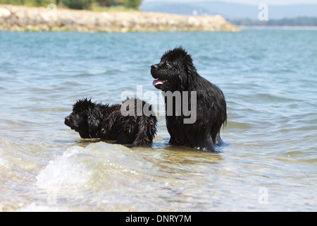 Neufundland Hund / Welpen und Erwachsene stehen im Meer Stockfoto