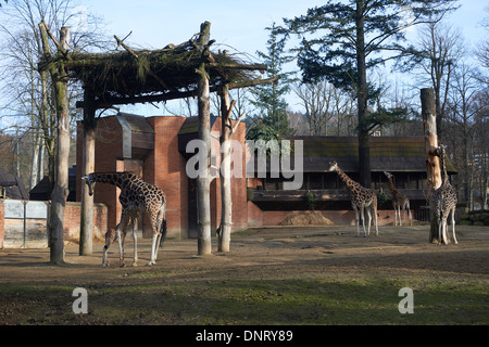 Giraffen im ZOO, Lidove Sady (Folk Obstgärten), Liberec, Tschechische Republik Stockfoto