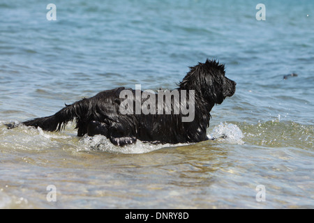 Neufundland Hund / Welpe betritt das Wasser Stockfoto