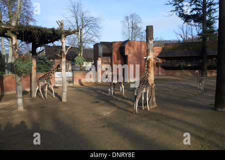 Giraffen im ZOO, Lidove Sady (Folk Obstgärten), Liberec, Tschechische Republik Stockfoto