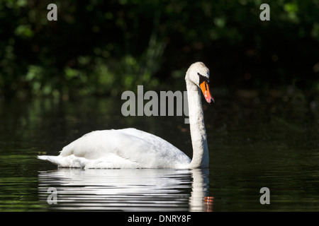 Weisser Schwan / Cygnus Olor Stockfoto