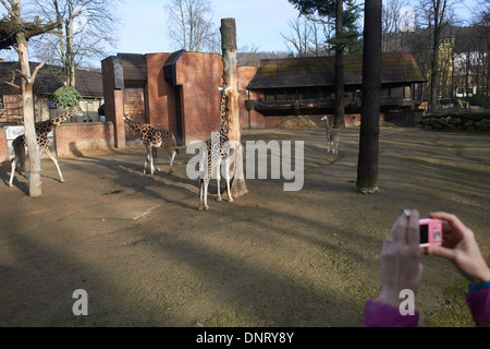 Giraffen im ZOO, Lidove Sady (Folk Obstgärten), Liberec, Tschechische Republik Stockfoto