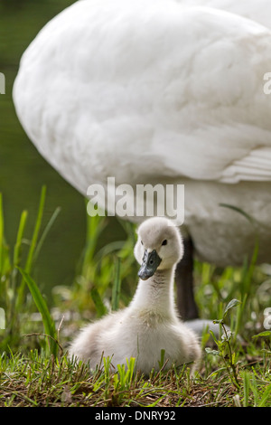 Junge weiße Schwan / Cygnus Olor Stockfoto