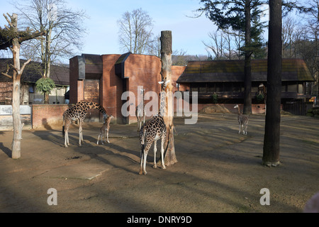 Giraffen im ZOO, Lidove Sady (Folk Obstgärten), Liberec, Tschechische Republik Stockfoto