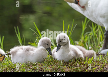 Junge weiße Schwan / Cygnus Olor Stockfoto